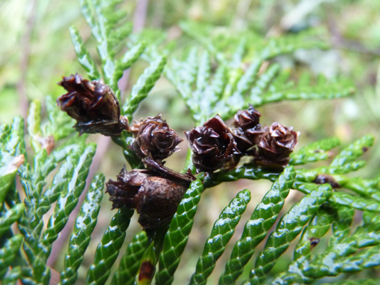 Fruits en forme de cônes s'écartant comme une tulipe à maturité. Agrandir dans une nouvelle fenêtre (ou onglet)